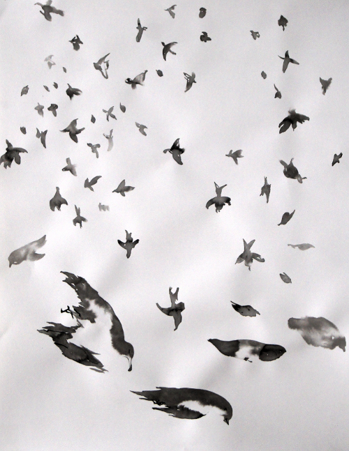 Pluie des oiseaux morts